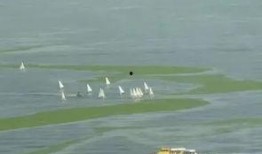 青岛海边爆料最新消息,惊现神秘海生物引发热议